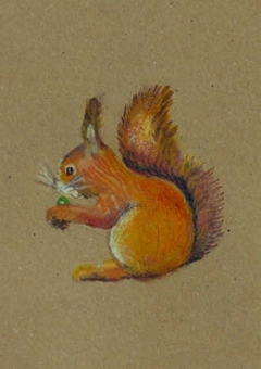 kadokaart Eekhoorn