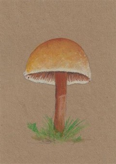 kadokaart-paddenstoel
