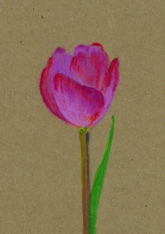 kadokaart Tulp