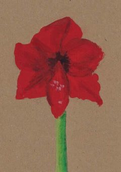 kadokaart amaryllis