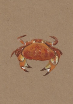 kadokaart-krab