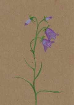 kadokaart-campanula