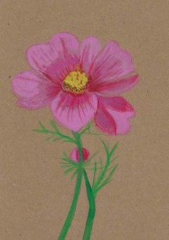 kadokaart-cosmea