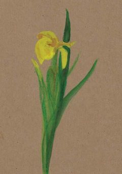 kadokaart-iris