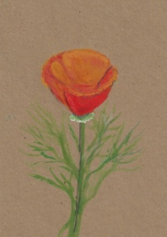 kkaart-papaver